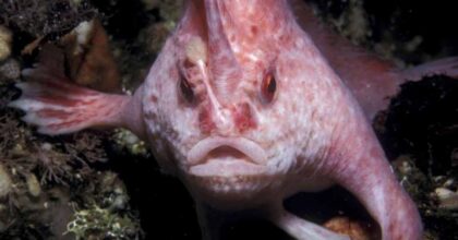 Raro pesce mano rosa in Tasmania: avvistato solo 5 volte, non succedeva da 22 anni