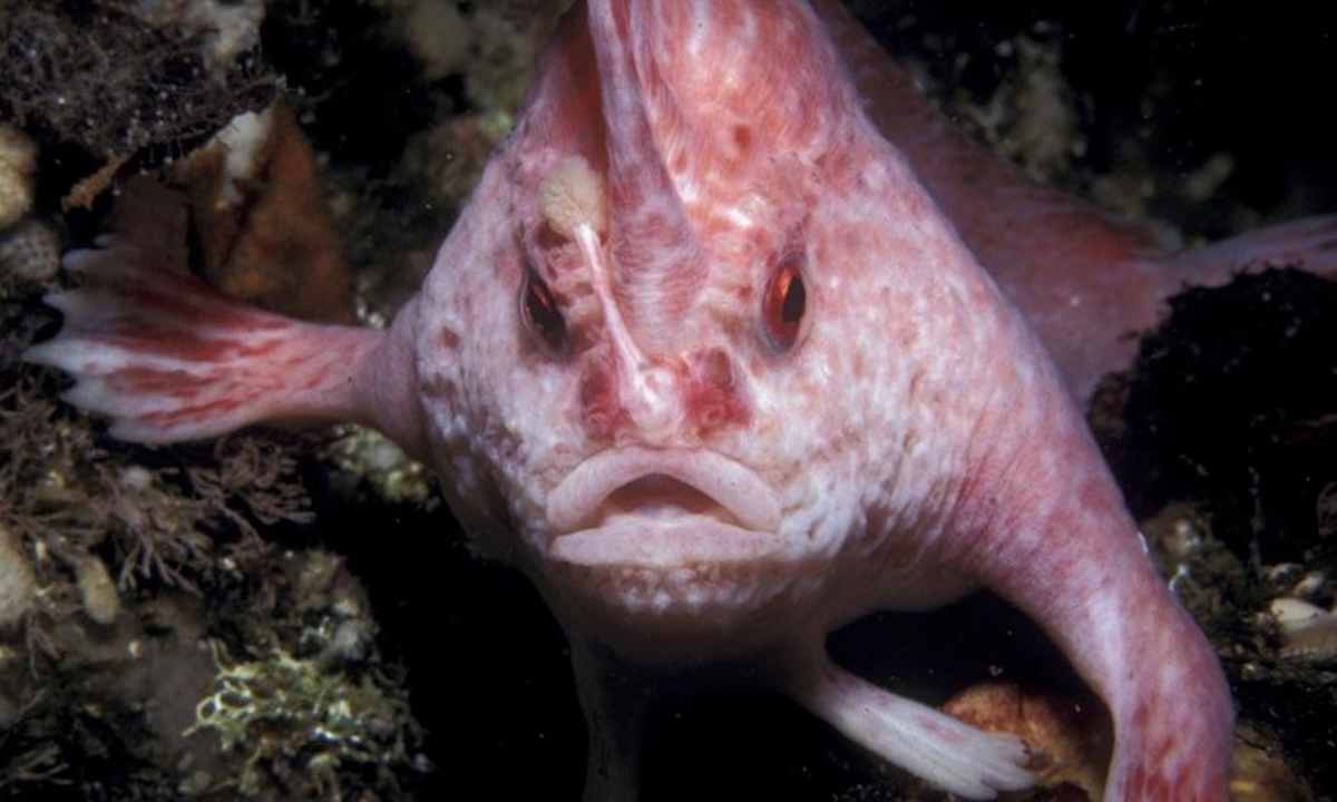 Raro pesce mano rosa in Tasmania: avvistato solo 5 volte, non succedeva da 22 anni