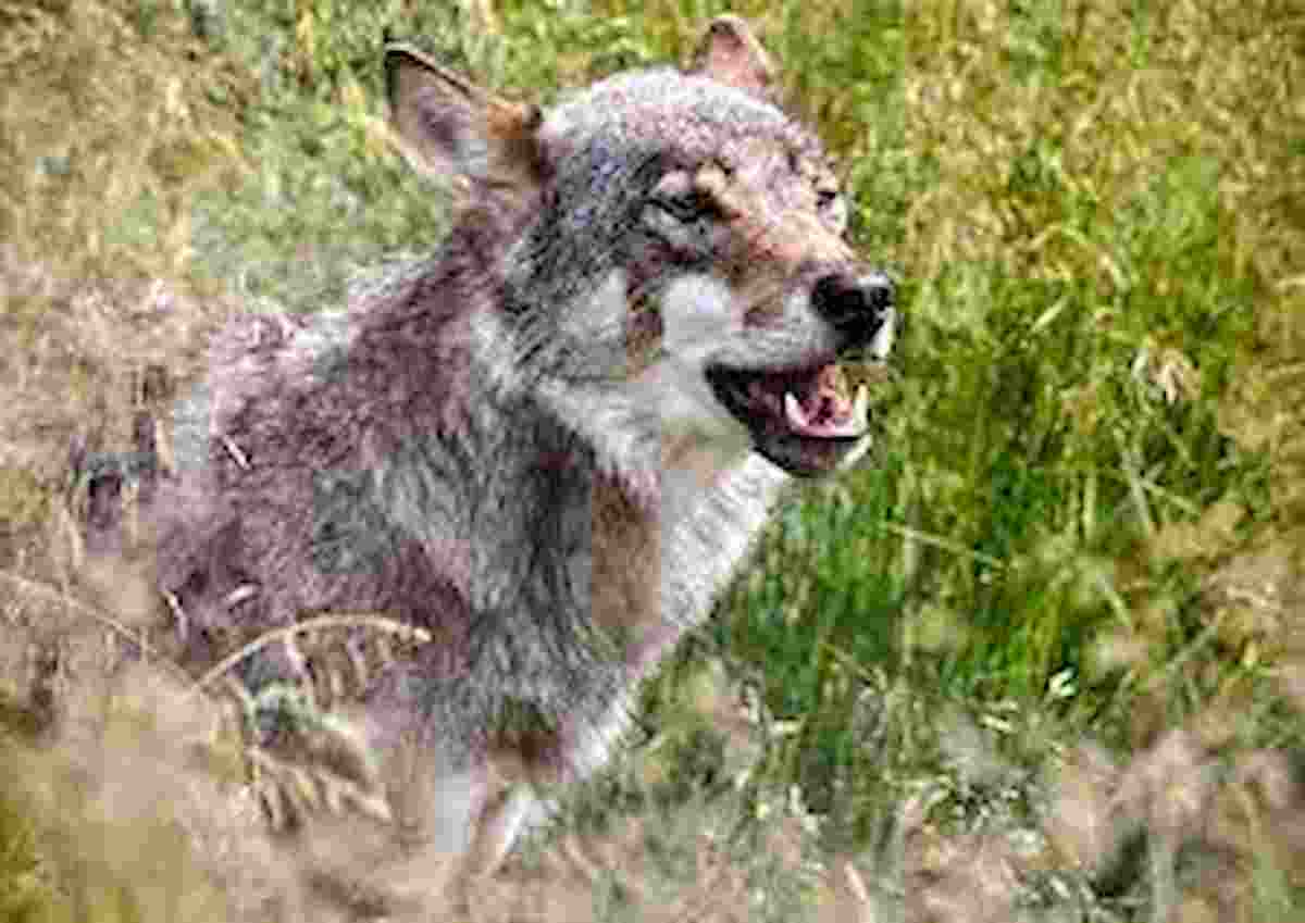 Fregene, avvista lupi mentre fa jogging: "Cercano di mangiare cani, daini e vitelli"