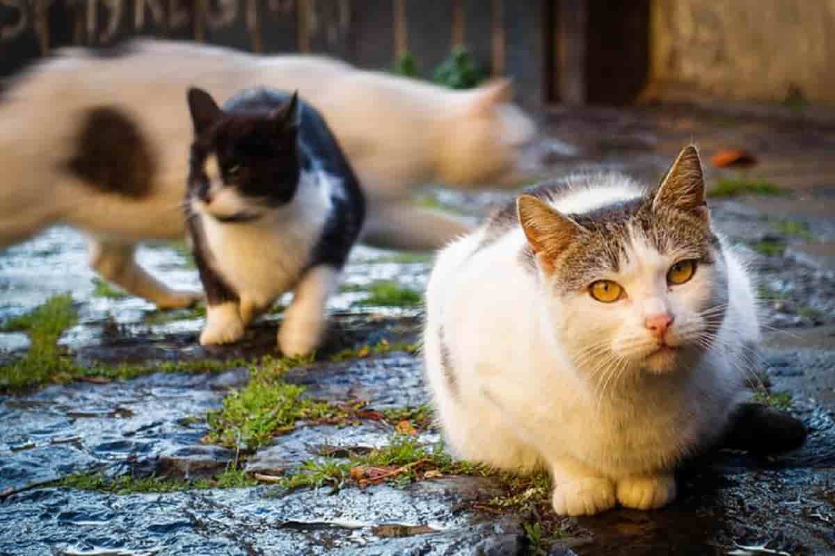 Quartiere Paradiso di Brindisi, gatto ucciso a sassate da un gruppo di ragazzi