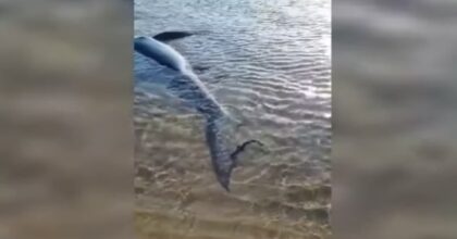 Sciacca, mamma squalo partorisce nove cuccioli a pochi metri dalla spiaggia VIDEO