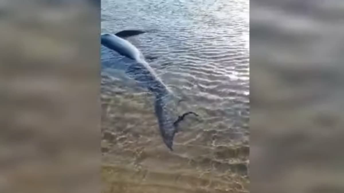 Sciacca, mamma squalo partorisce nove cuccioli a pochi metri dalla spiaggia VIDEO