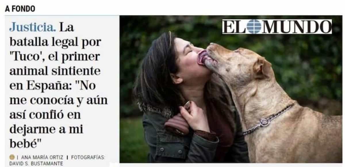 Spagna cane affido