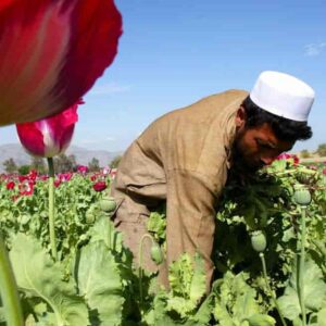 afghanistan oppio lager