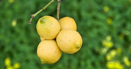 Pressione alta, il succo di limone può abbassarla. Lo dice uno studio. Merito del potassio ma non solo