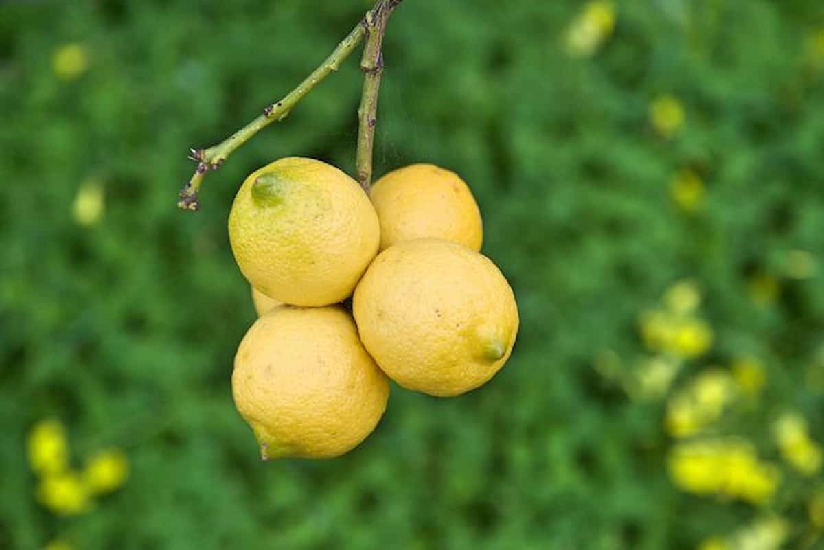 Pressione alta, il succo di limone può abbassarla. Lo dice uno studio. Merito del potassio ma non solo