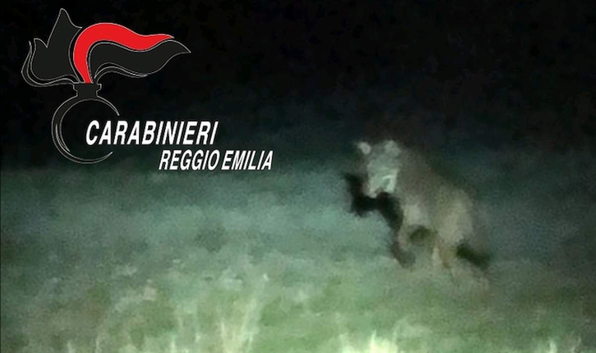 Castellarano (Reggio Emilia): lupo nel parcheggio del centro commerciale Vittoria, avvistato dai carabinieri FOTO-VIDEO