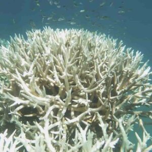 Eternal reef: dopo la morte, farsi coralli