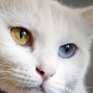 Ucraina, la federazione internazionale dei felini ha vietato le gare ai gatti russi