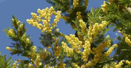 Festa della donna: cosa è successo l'8 marzo, perché la mimosa, frasi auguri, significato