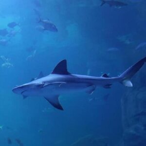 Colombia, attaccato da uno squalo nel Mar dei Caraibi: morto dissanguato un turista italiano
