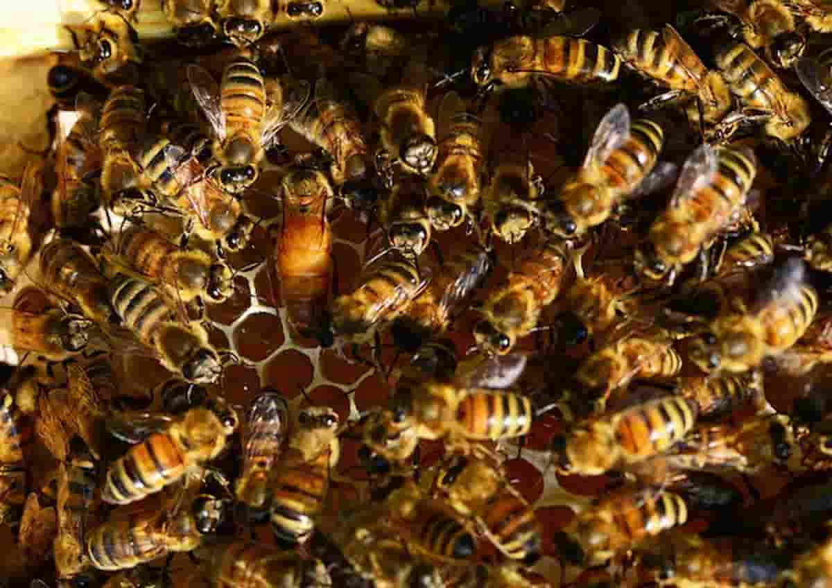 Urbino, apicoltore cade sull'arnia delle api, viene attaccato e muore. Ferito ad un occhio anche un vigile del fuoco