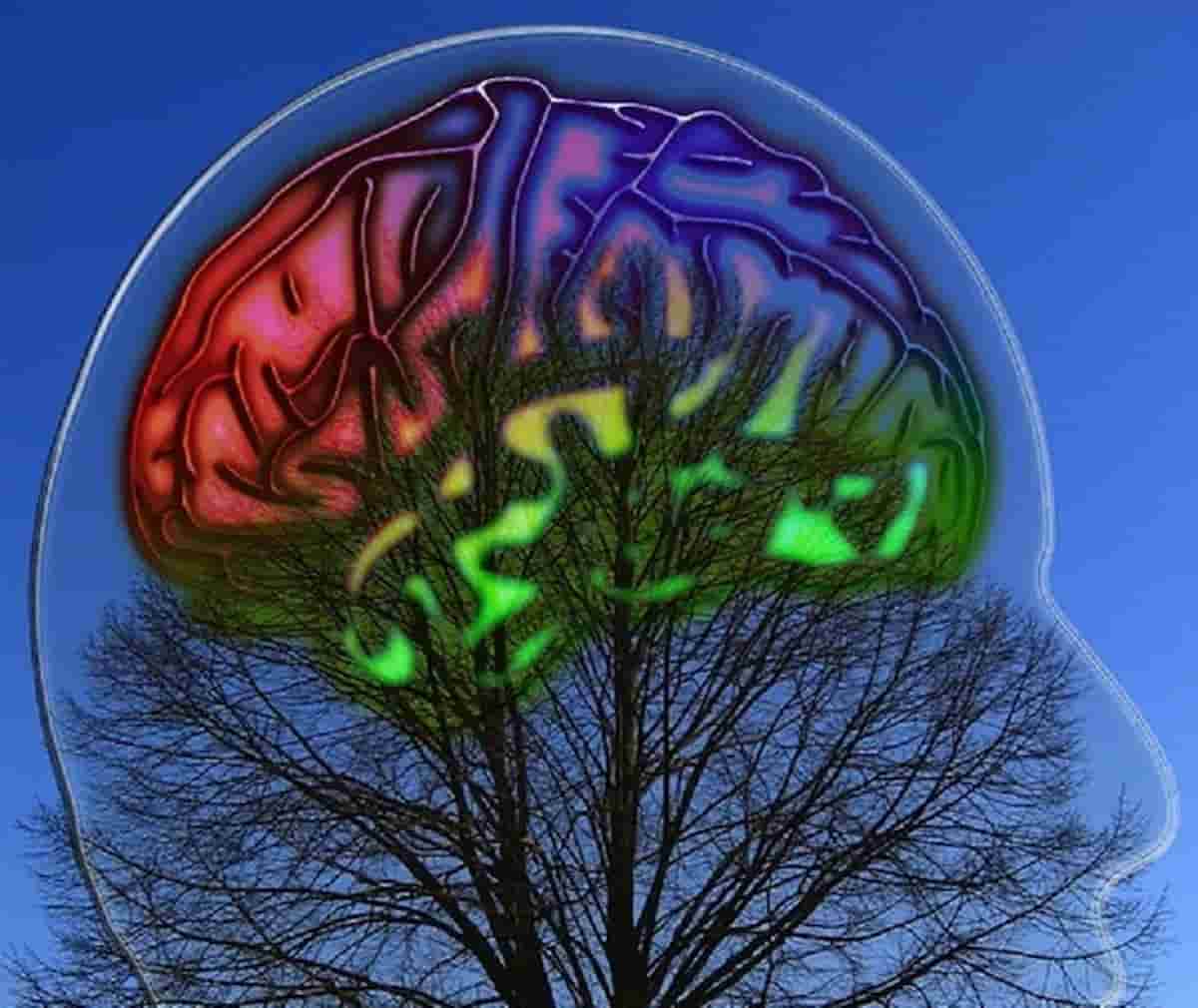 brainchart metro cervello