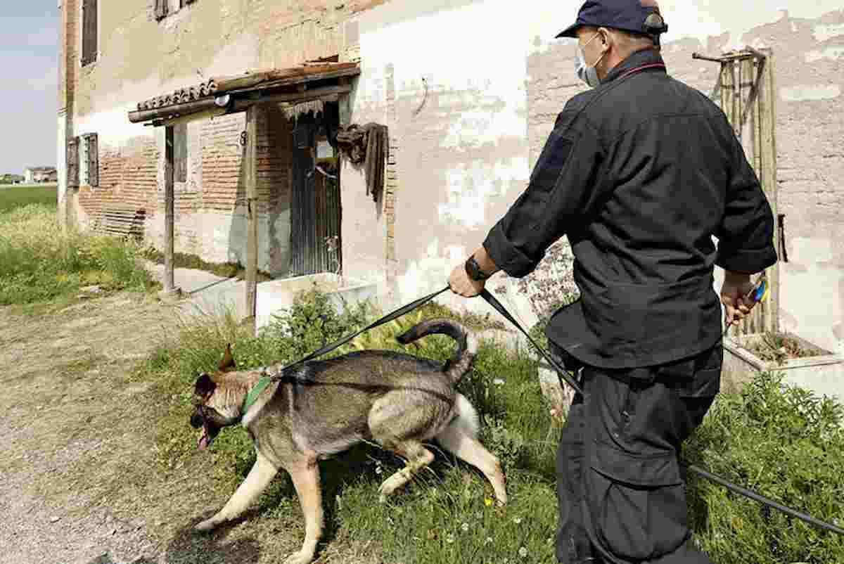 Simona Cavallaro sbranata da un branco di pastori maremmani a Satriano: il proprietario dei cani arrestato per omicidio colposo