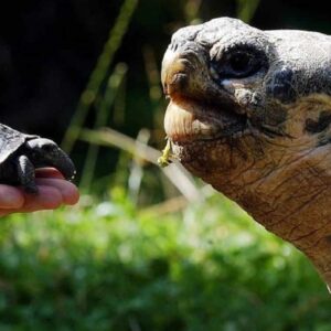 Tartarughe giganti delle Galapoagos nate in uno zoo inglese: il padre ha 70 anni