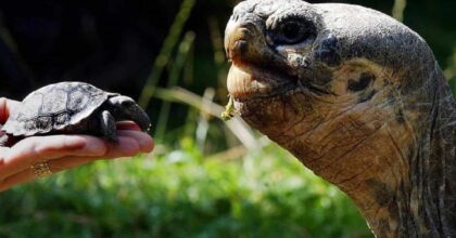 Tartarughe giganti delle Galapoagos nate in uno zoo inglese: il padre ha 70 anni