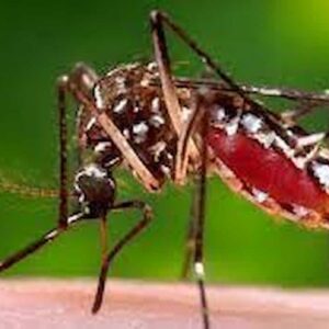 Zanzare geneticamente modificate per sterminare le zanzare comuni: l'esperimento negli Usa