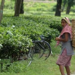 India raccoglitrici canne zucchero utero