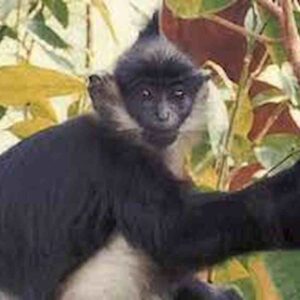 Vaiolo delle scimmie, vaccino anche in Francia (e forse Spagna). E in Italia? Cosa dicono i virologi