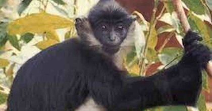 Vaiolo delle scimmie, caso sospetto ad Ancona: donna di 24 anni ricoverata in ospedale