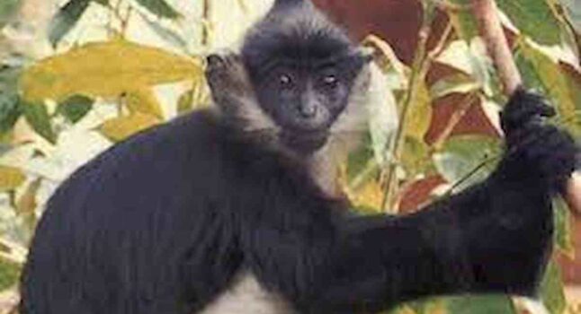 Vaiolo delle scimmie, altri due casi confermati in Italia: in tutto sono tre