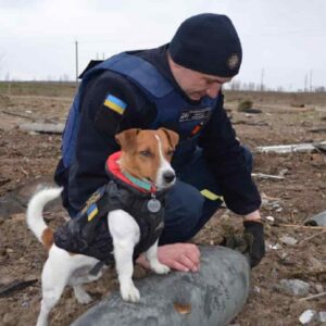 Patron, la storia del cane anti-mine diventato eroe nazionale in Ucraina