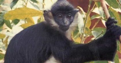 Vaiolo delle scimmie, primo caso in Italia: è un uomo rientrato dalle Canarie
