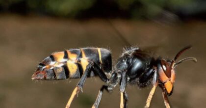 Vespe e mosche, l'appello degli scienziati inglesi: "Non uccidetele, sono a rischio estinzione"