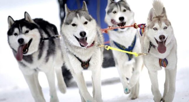 Leon, ritrovato il cane da slitta scappato tre mesi fa durante una gara in Alaska