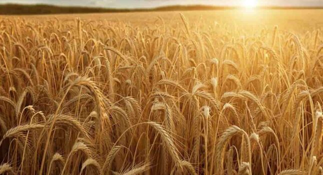 La crisi del grano non è l’unica: ecco le materie prime a rischio