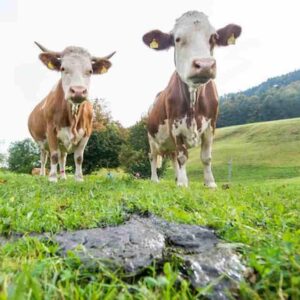 nuova zelanda rutti bovini