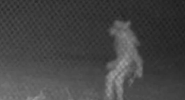 Misteriosa creatura allo zoo di Amarillo, in Texas: il video che la riprende di notte