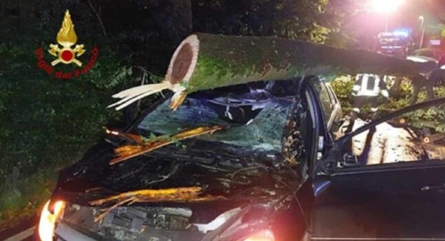 Mussolente, tagliano alberi di notte e li fanno cadere in strada: ferita un'automobilista