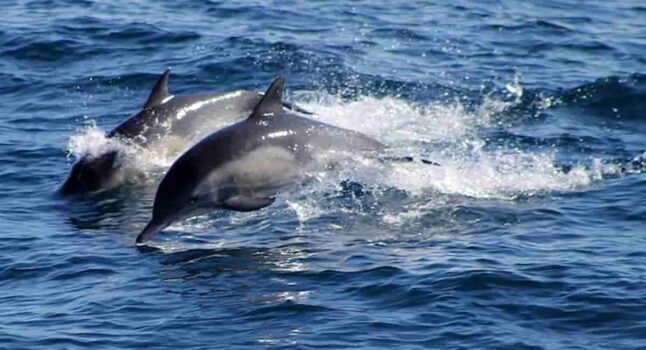 Delfini uccisi e sfilettati sardegna