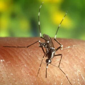 Cascina (Pisa), riscontrato un caso di febbre Dengue: virus contratto in un paese tropicale