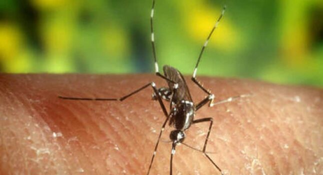 Cascina (Pisa), riscontrato un caso di febbre Dengue: virus contratto in un paese tropicale