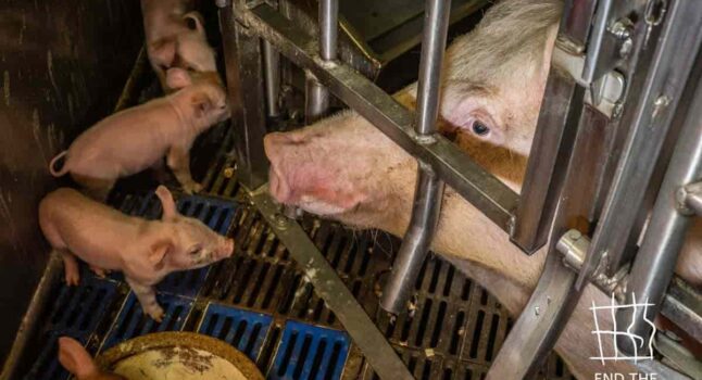 inchiesta allevamenti di maiali