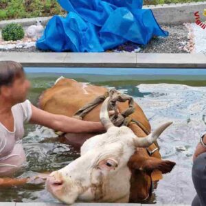 Mucca accaldata scappa dal pascolo e si getta in una piscina: salvata dai Vigili del Fuoco