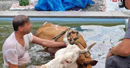 Mucca accaldata scappa dal pascolo e si getta in una piscina: salvata dai Vigili del Fuoco