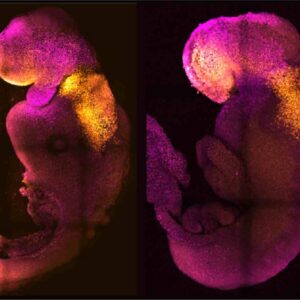 Primo embrione sintetico di topo con cuore che batte: così studieremo le malattie senza test animali