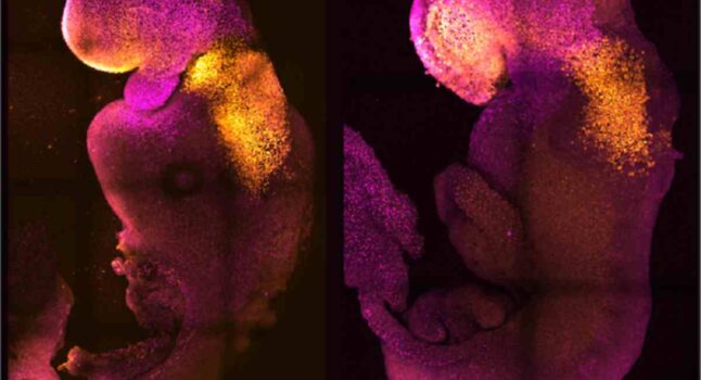 Primo embrione sintetico di topo con cuore che batte: così studieremo le malattie senza test animali