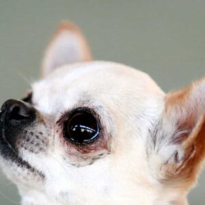 Chihuahua defeca padrona