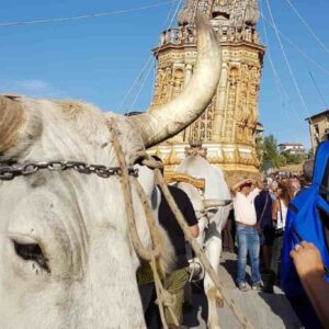 Avellino, gli animalisti contro la festa popolare con buoi "costretti" a tirare obelisco in piazza