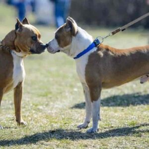 Pitbull sbrana il barboncino di un'anziana al parco: la corsa dal veterinario, ma il cane muore