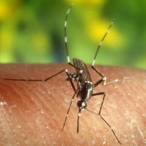 Gorizia, registrato un caso di Dengue. Il sindaco: "Disinfestazione nell'area interessata"