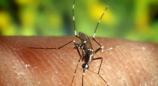 Gorizia, registrato un caso di Dengue. Il sindaco: "Disinfestazione nell'area interessata"