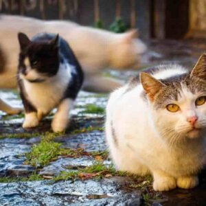 Donna vive in casa con gatti malati e gatti morti tra rifiuti ed escrementi: indagata
