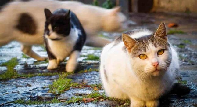 Donna vive in casa con gatti malati e gatti morti tra rifiuti ed escrementi: indagata