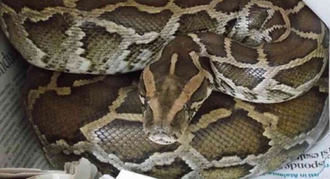 Brugneto di Reggiolo, 42enne morso da serpente velenoso: ricoverato in ospedale