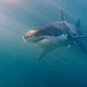 Sudafrica squalo